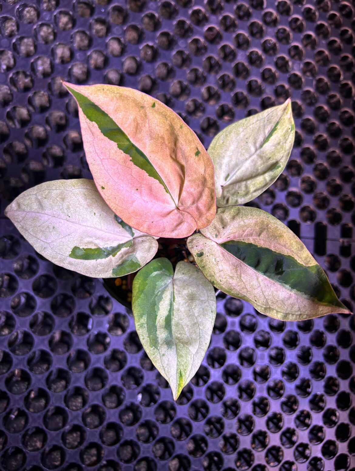 Combination of variegated colors💖