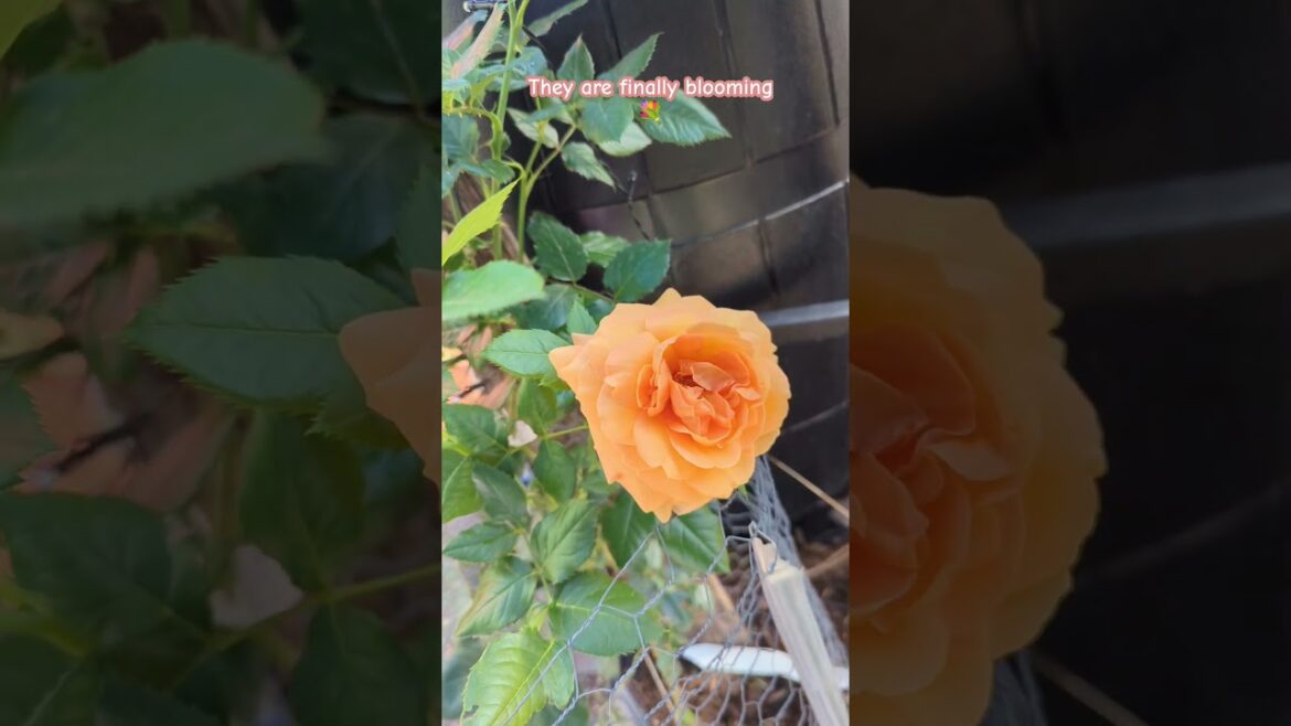 The Tangerine 🍊 Skies are finally blooming 💐 #gardenlikeaslacker #gardening #arborose