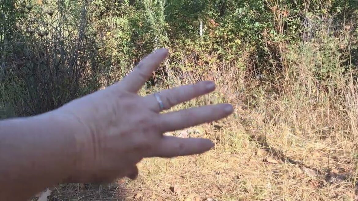 Updated Garden Plans