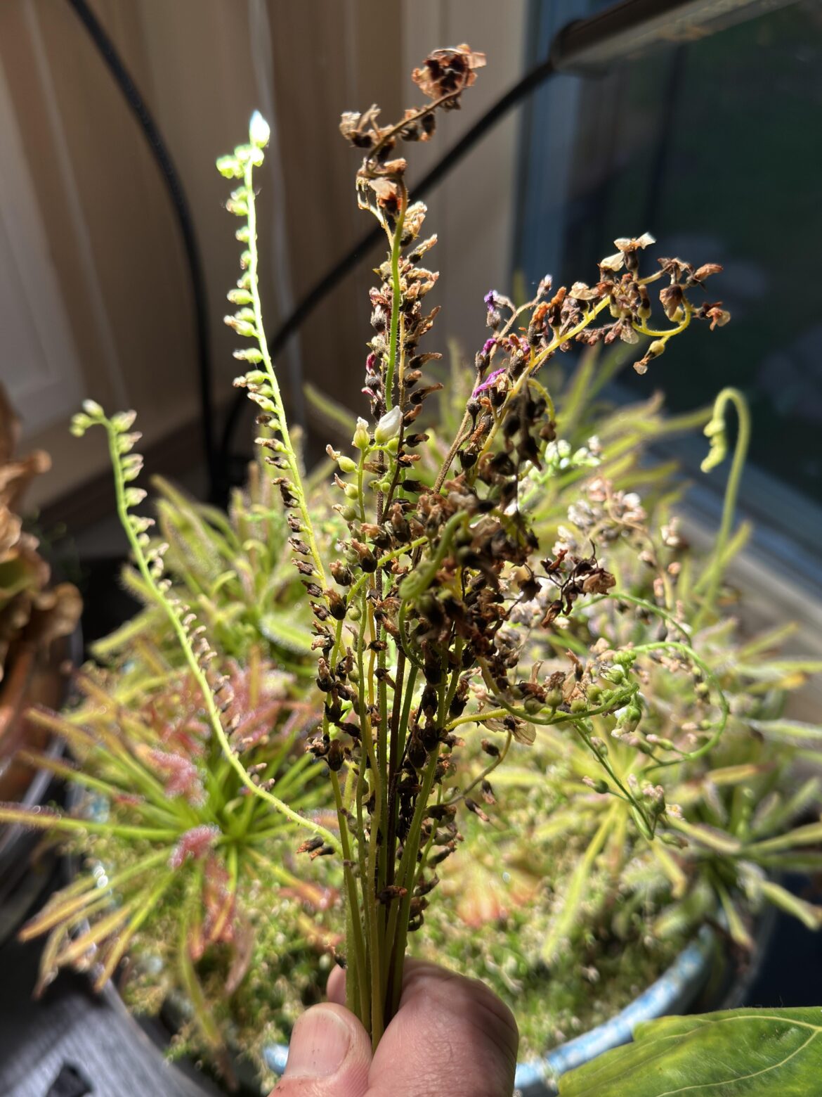 Picked some flowers today.