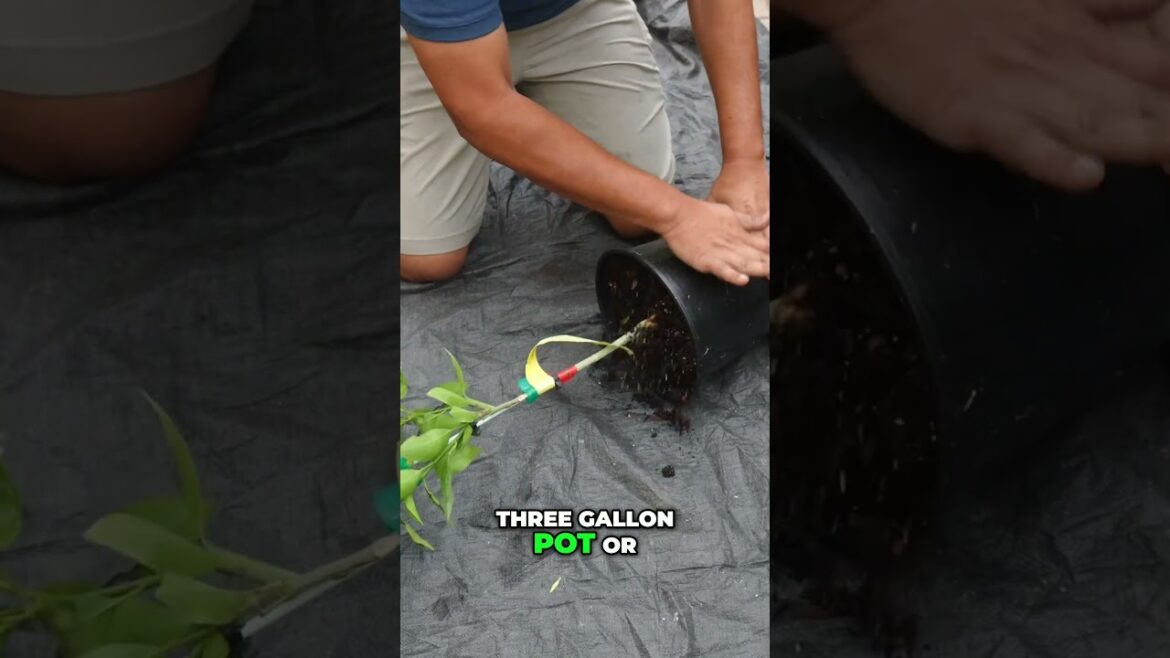 Planting Citrus Trees - Step-by-Step Guide for Success