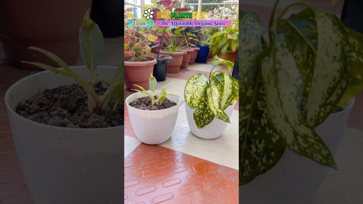 पागल हो गई हूँ 🤯Gardening के चक्कर में 😱 Aglonema & Ring of Fire #shorts #garden #gardening