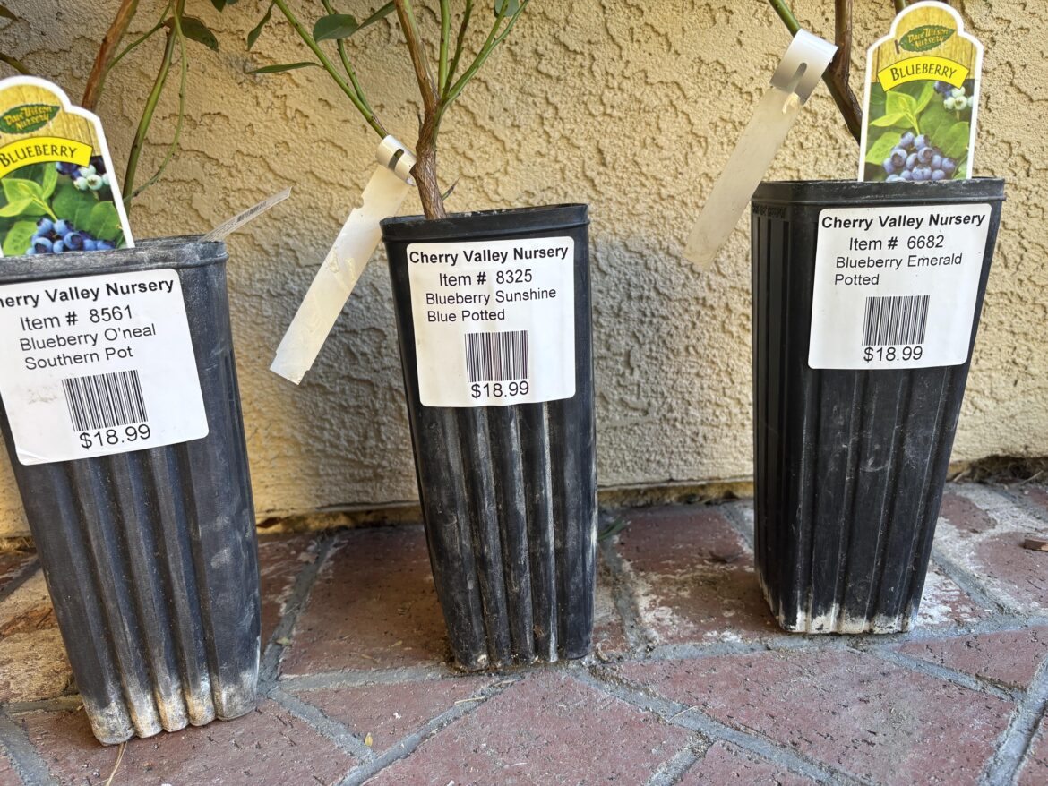 Can all of these varieties be grown in large planters?