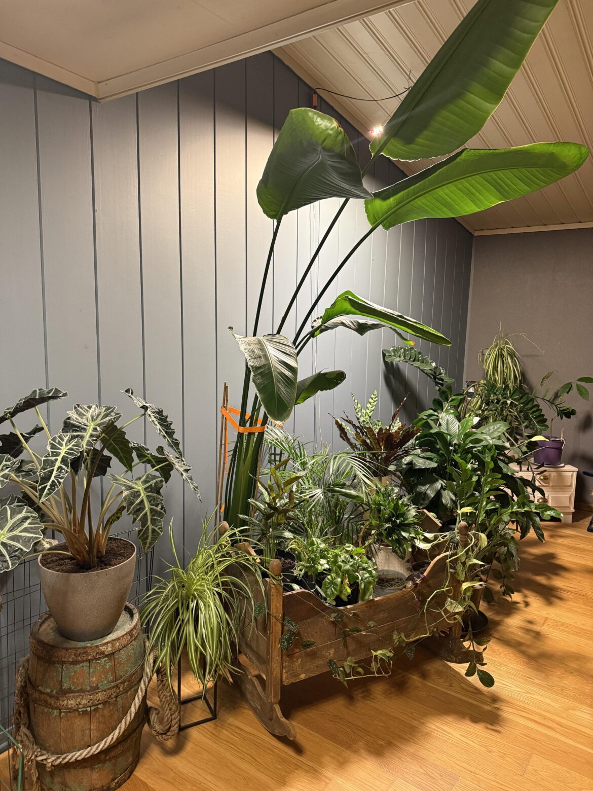 My garden is expanding day by day🌺