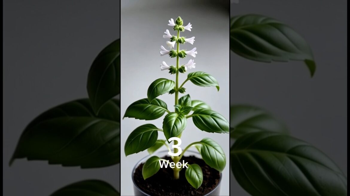 “Basil Plant Timelapse 🌱 Seed to Full Bloom in Transparent Pot | Satisfying Plant Growth” #shorts