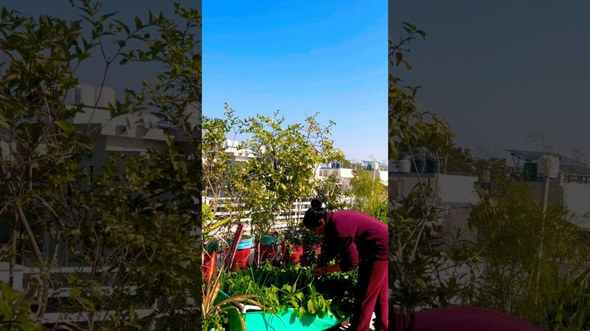 Winter vegetable garden #winter #garden #organic #vegetable #plants #gardening#shorts Winter vegetable garden #winter #garden #organic #vegetable #plants #gardening#shorts