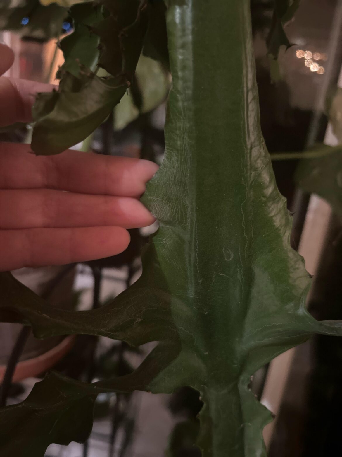 What’s going on with my large guy?