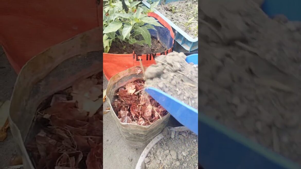 chiliplant #shortsvideo #gardening #organicfarming #garden