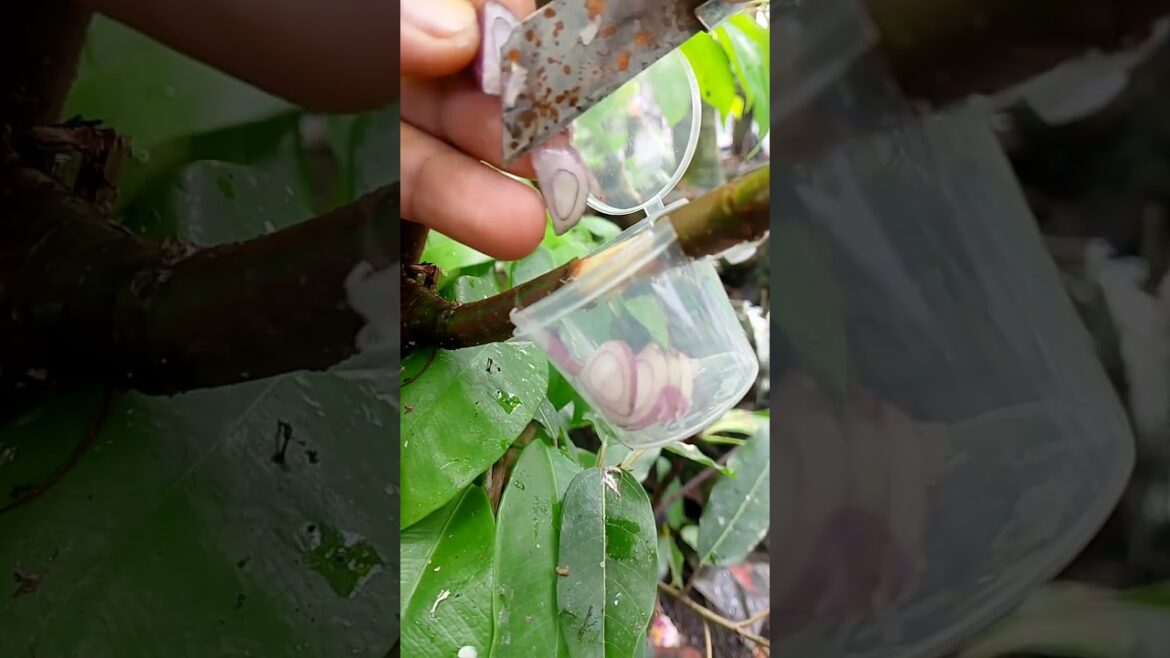 Plant propagation through layering using shallots and garlic.#bonsaitree #Layering #Horticulture