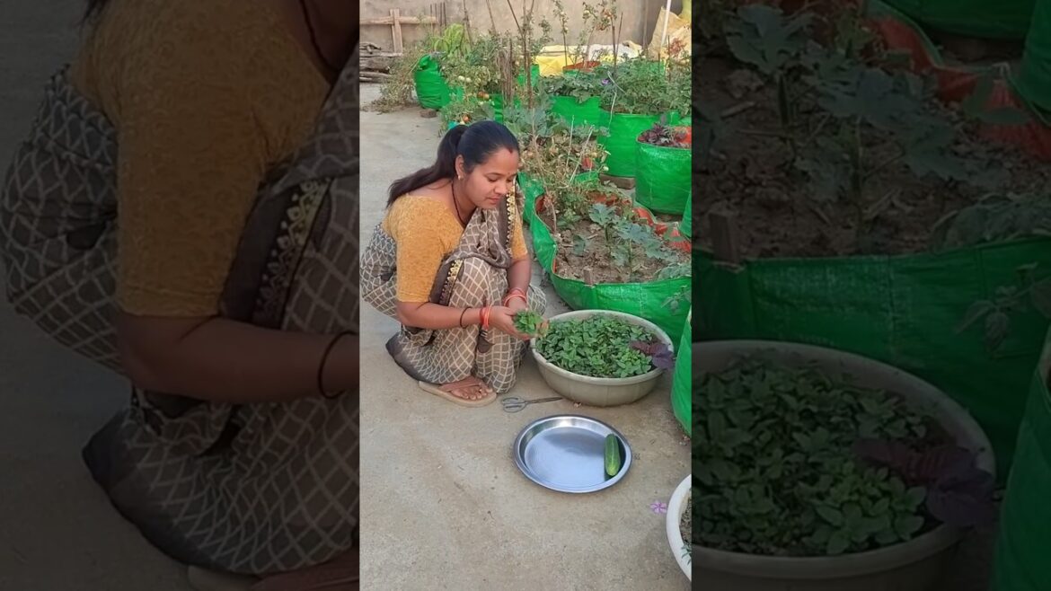 summer season vegetable harvesting 😲 #shortvideo #viralvideo #vegetableharvesting #shorts #gardening