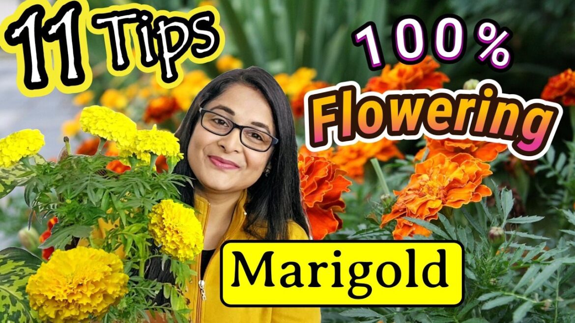 🔴MARIGOLD COMPLETE PLANT CARE TIPS TO MAKE BUSHY & FLOWERING/गेंदे के पौधे / GENDA PLANT #marigold 🔴MARIGOLD COMPLETE PLANT CARE TIPS TO MAKE BUSHY & FLOWERING/गेंदे के पौधे / GENDA PLANT #marigold