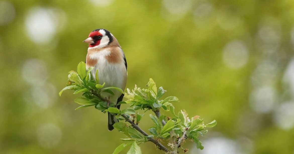 Goldfinches will come to your garden if you have these three plants Daily Mirror