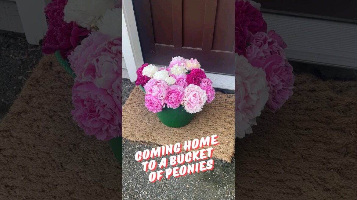 Doorstep 🚪  Surprise: Coming Home To A Bucket of Peonies! 💕 🪄 😮 #peony #gardening #flowers