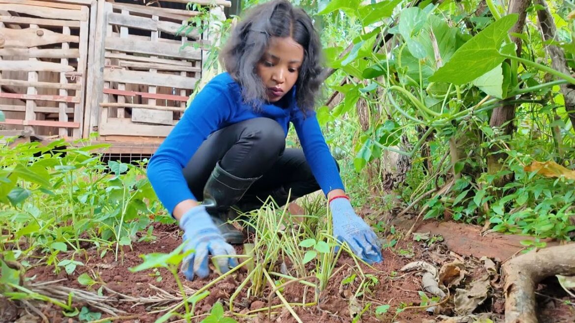 Vegetable gardening in the countryside |Slow living | vlog| podcast