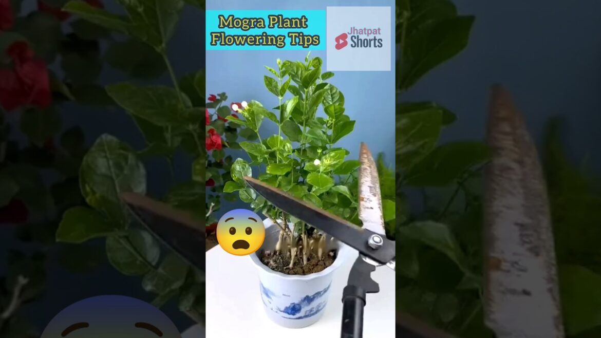 ✅ Jasmine Heavy Flowering Tips #youtubeshorts #shortvideos #shorts #short #gardening #gardeningtips ✅ Jasmine Heavy Flowering Tips #youtubeshorts #shortvideos #shorts #short #gardening #gardeningtips