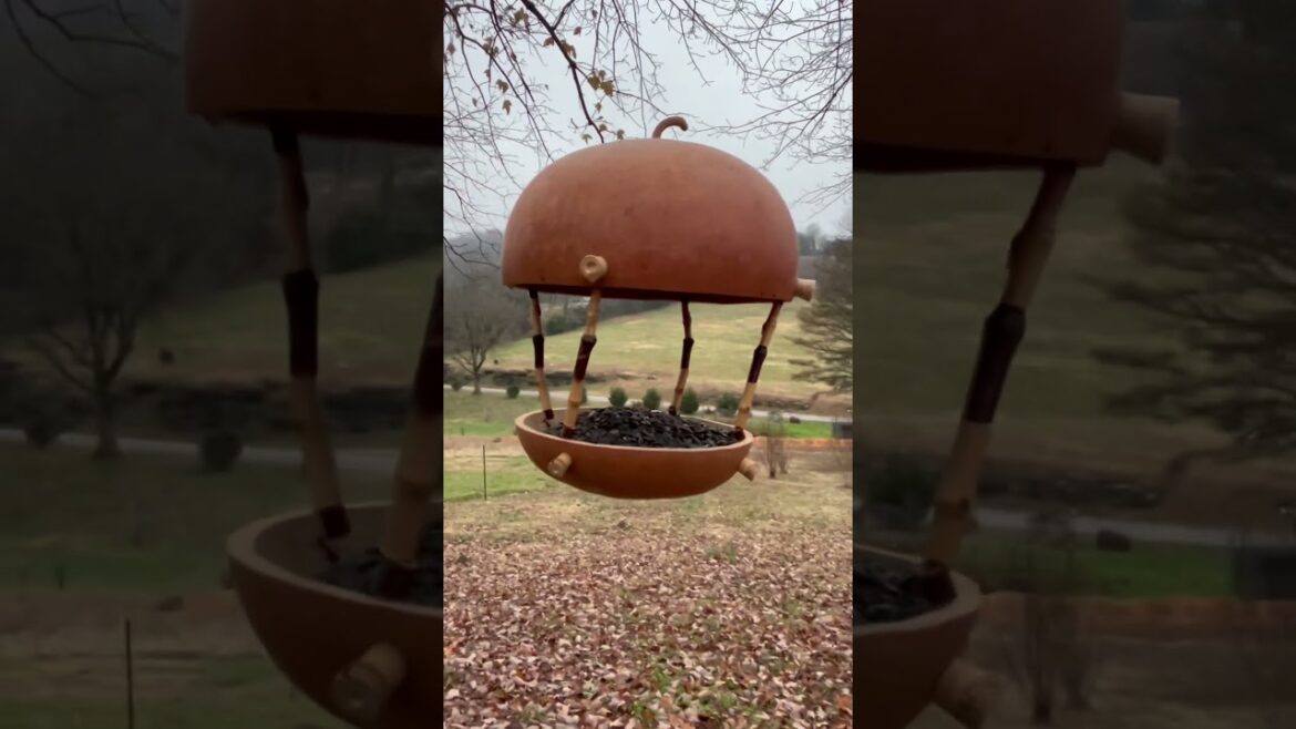 New Bird Feeder, part 2 #birdsfeeding