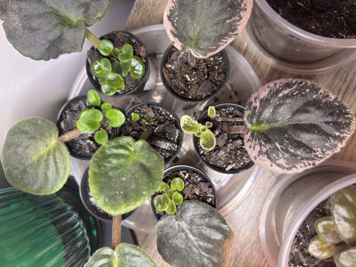 Babies