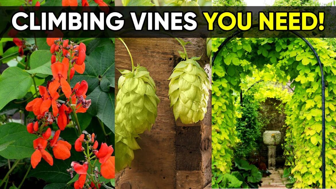 7 Best Edible Climbing Vines for Small Vertical Gardens!🌿