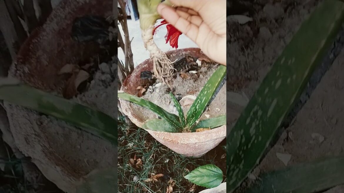 Aloe Vera Propagation Magic Watch It Multiply!#magic#aloe #tips#caredit #fyp#plants#shorts#aloevera Aloe Vera Propagation Magic Watch It Multiply!#magic#aloe #tips#caredit #fyp#plants#shorts#aloevera