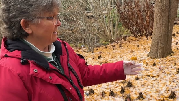 ‘Like dog poo’: Historic N.S. garden gets a smelly surprise from tree 'Like dog poo': Historic N.S. garden gets a smelly surprise from tree
