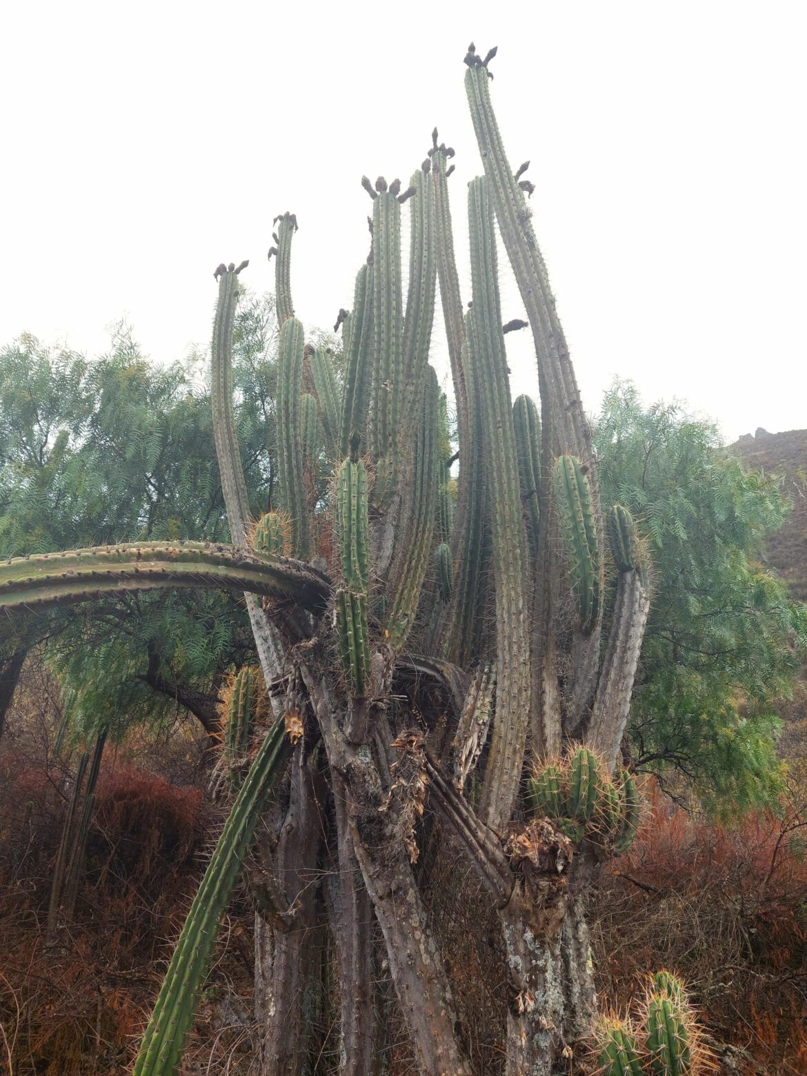 Somewhere in Peru. Fruits soon