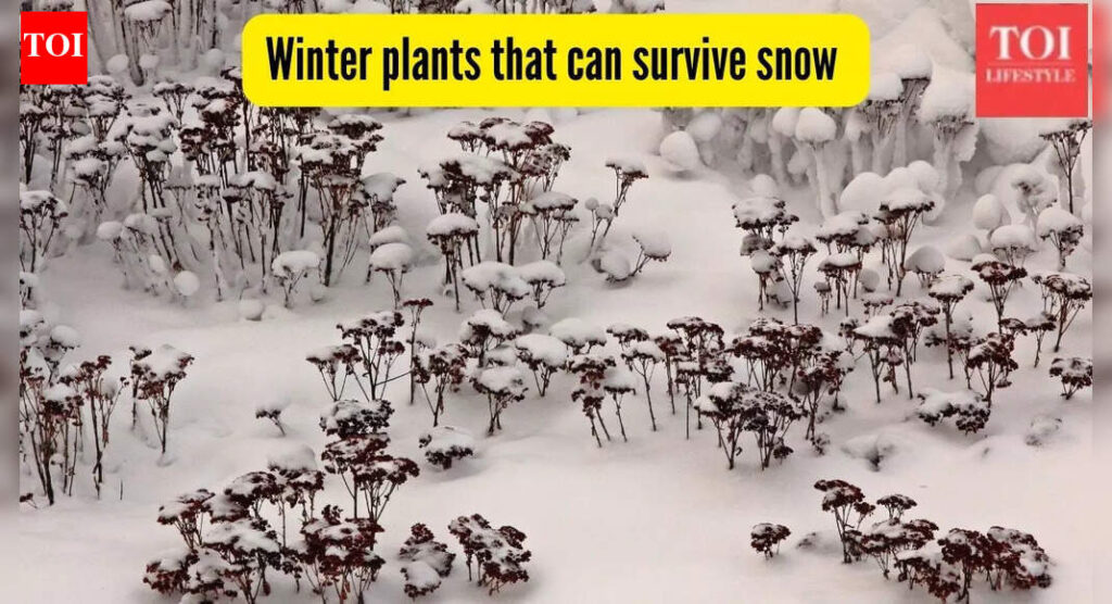 7 winter plants that can survive snow and extreme cold (Gardeners swear by them!)