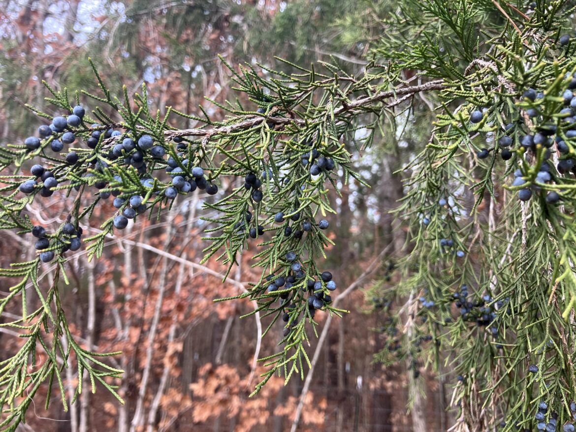 Berries on Eastern Red Cedar (Juniperus virginian)