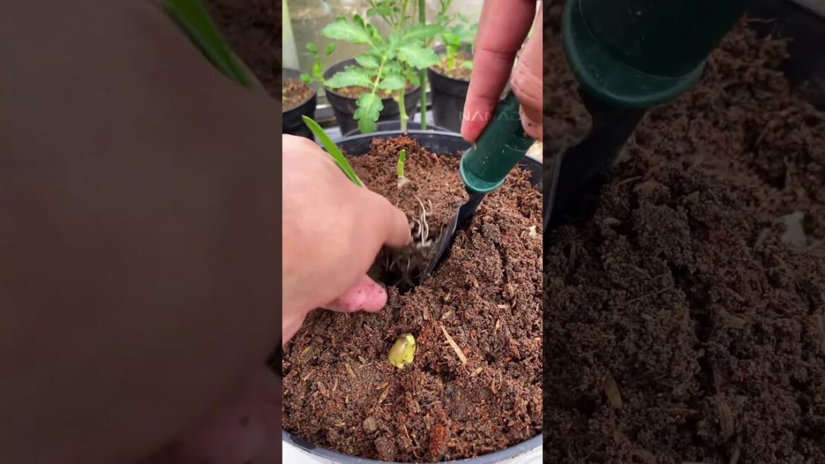 How to Planting garlic so easy at home #gardeninspiration #fypreels #tips #fblifestyle #gardening