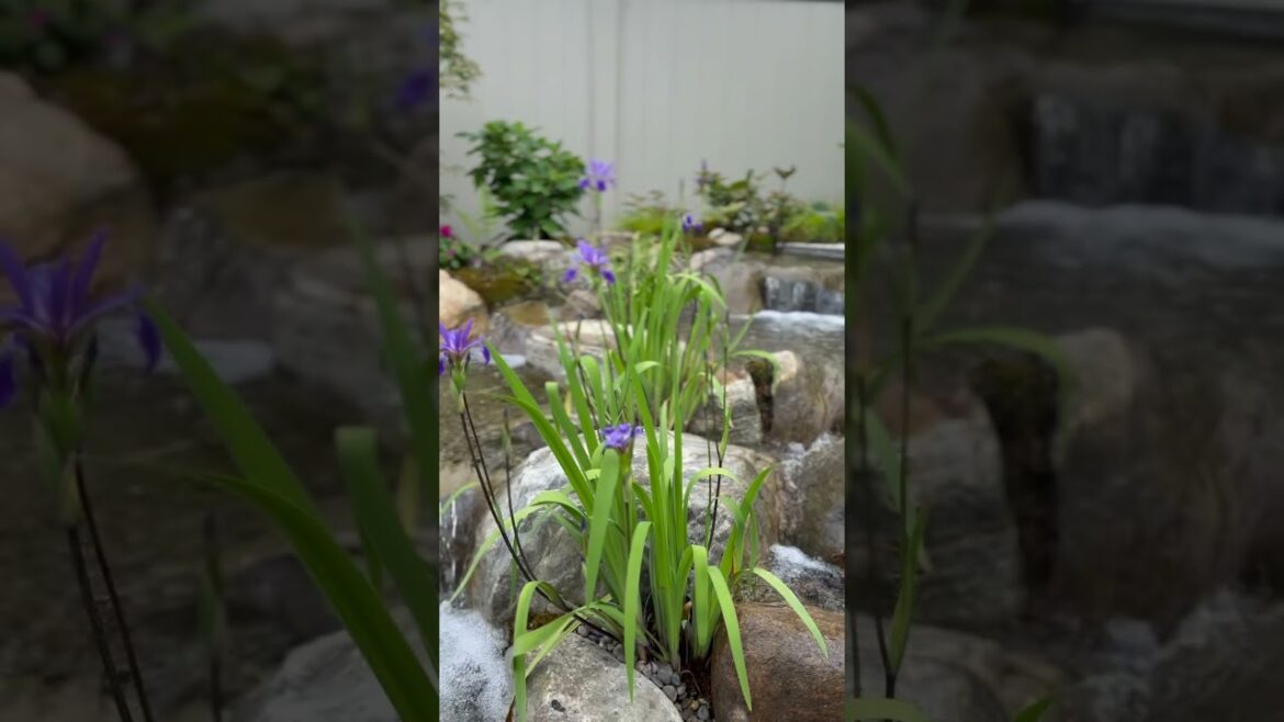 This is our garden in zone 6a at the end of May. Check out our full May garden tour for more!
