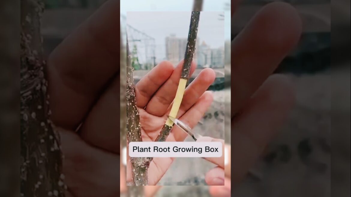 Reusable Plant Root Growth Balls with Locks #plants #growth #buy #shorts