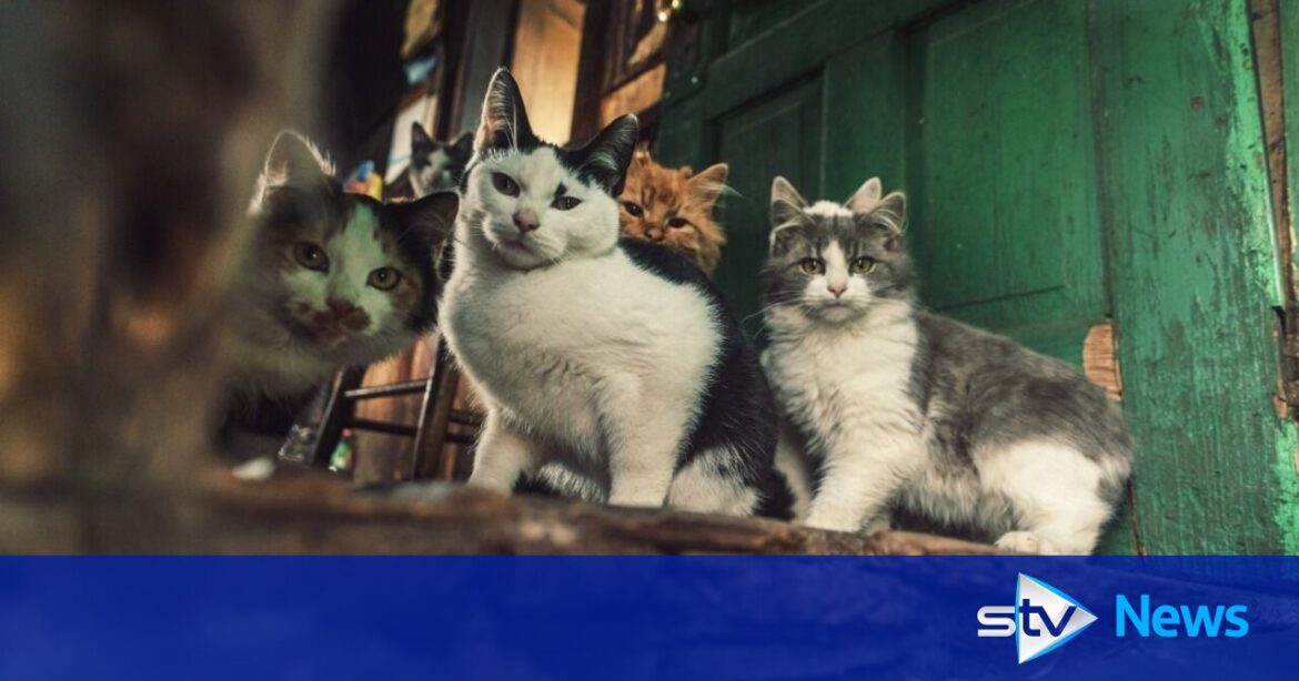 Luxury 'cat hotel' could be relocated from London to Garmouth back garden