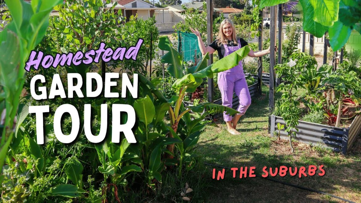 Explore a Small 50sqm Urban Food Forest Garden in the Suburbs 🌿🍇