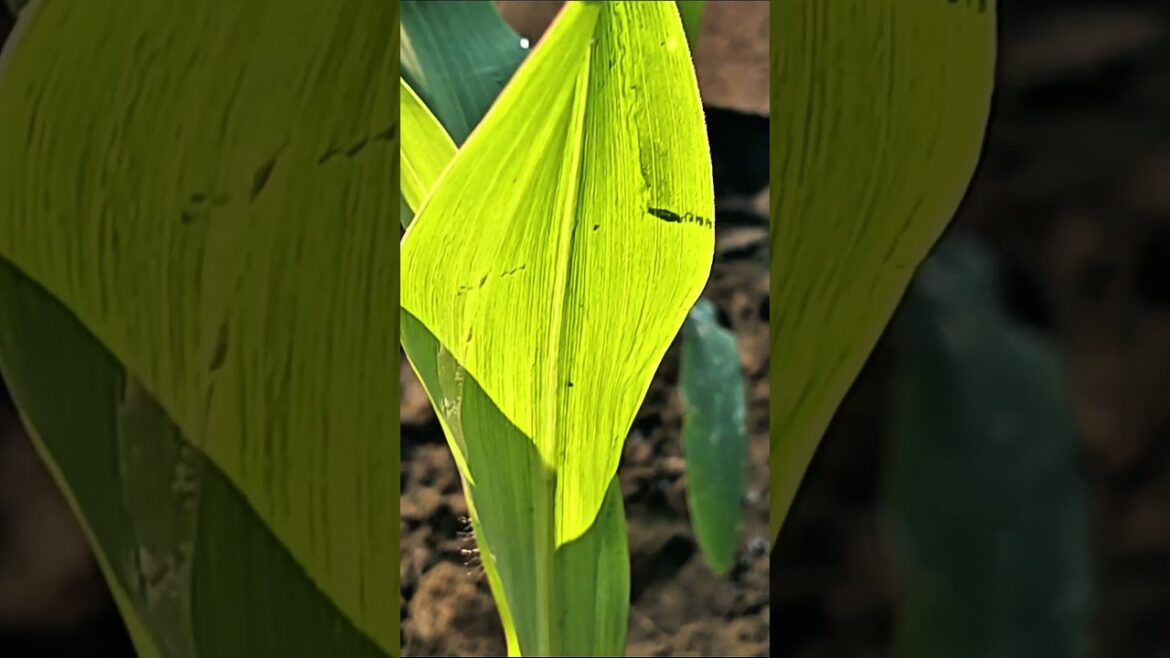 🌱 Life in the Field: A Close-Up of Growing Plants 🌿#PlantGrowth#Gardening#youtubeshorts #viralshort