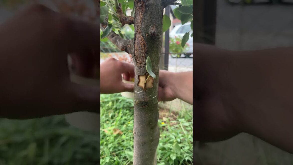 Soil preparation tips every gardener needs