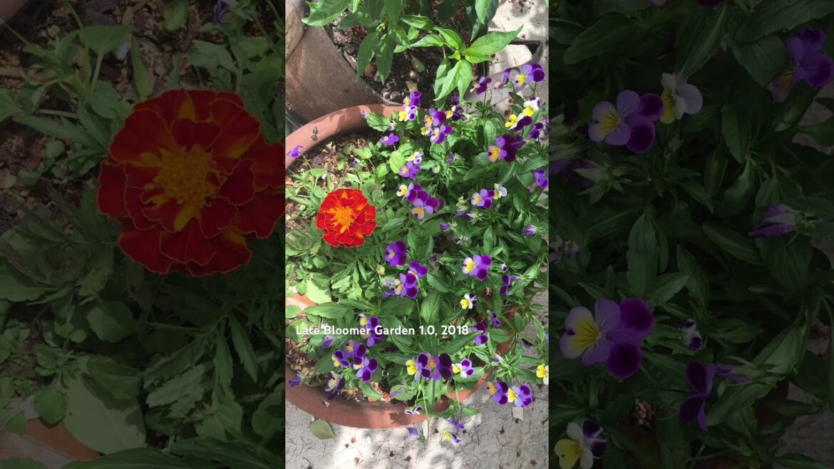 7 years ago my tiny #garden