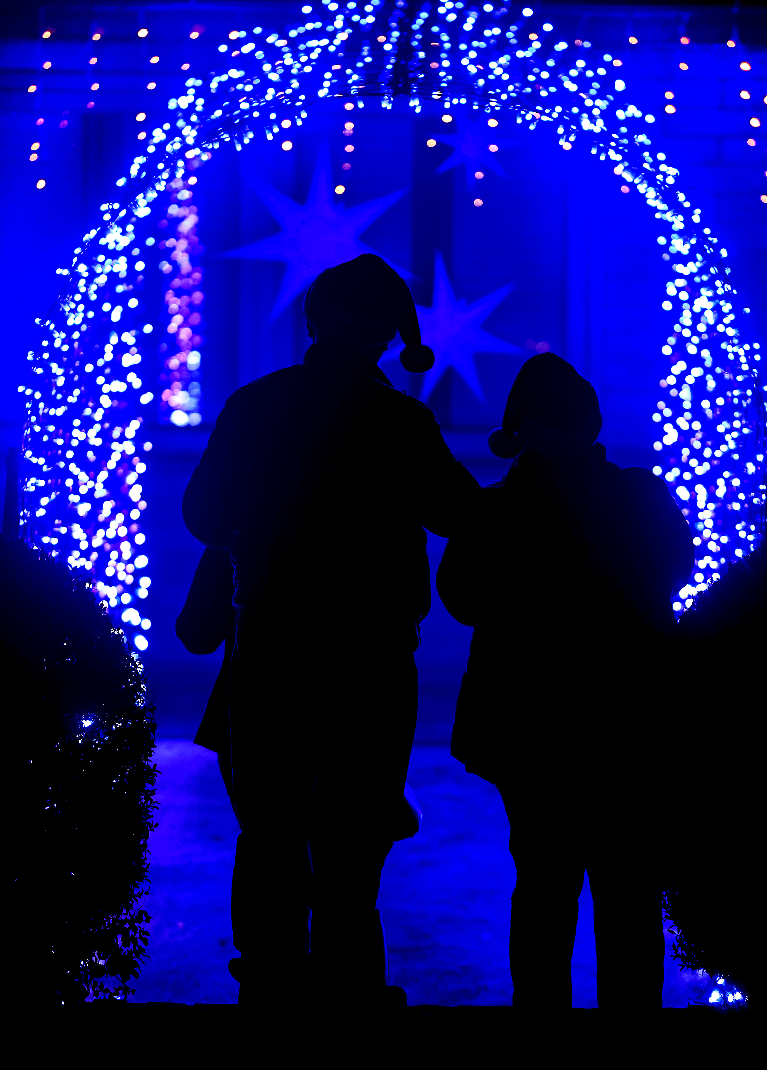 Christmas lights wrapped in an arbor at Sonoma Botanical Gardens,...