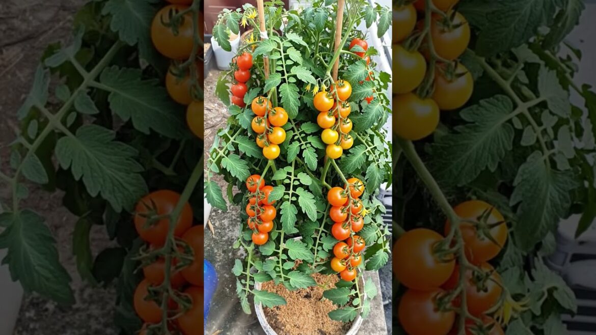 Look at those beautiful clusters! 😍#shorts #tomatoes #containergardening