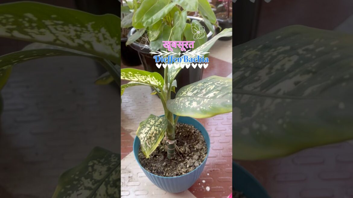 Dieffenbachia/Dumb canes🪴✨ की Care #plants #gardening #garden #shortsfeed #shorts Dieffenbachia/Dumb canes🪴✨ की Care #plants #gardening #garden #shortsfeed #shorts