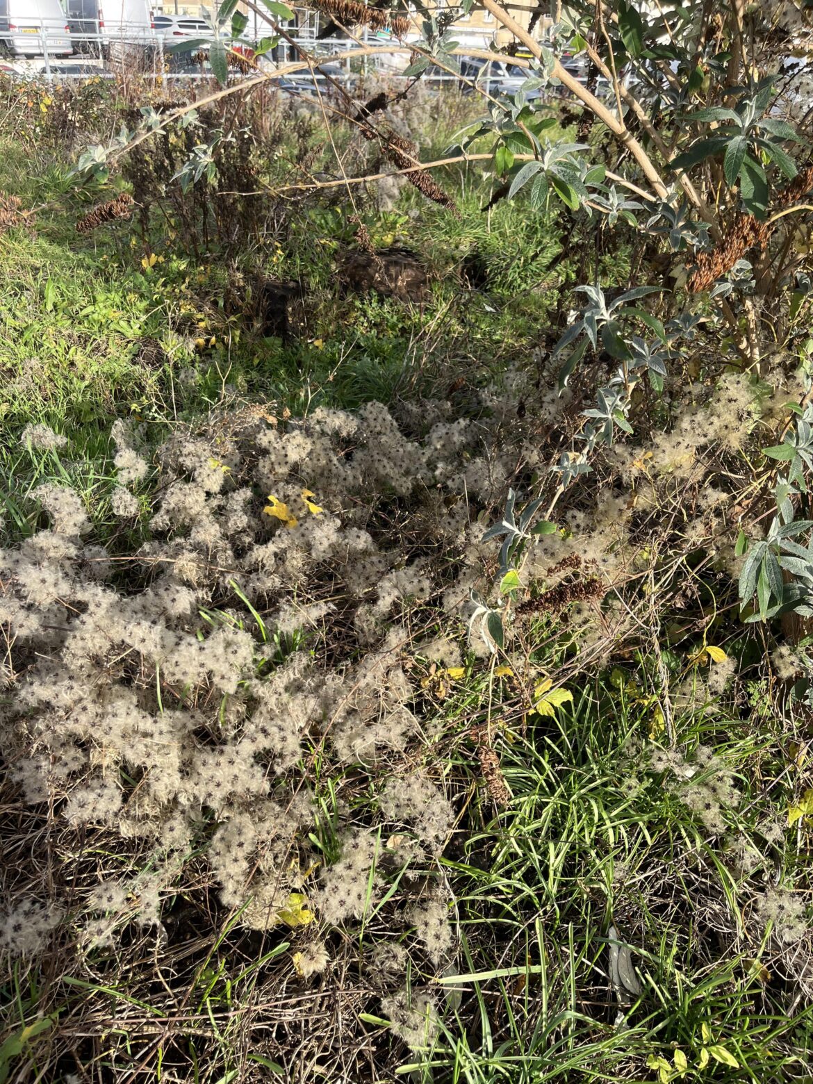 Plant ID, in Bath UK