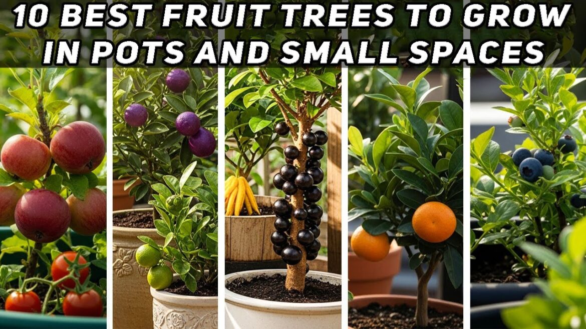 10 Best Fruit Trees to Grow in Pots and Small Spaces
