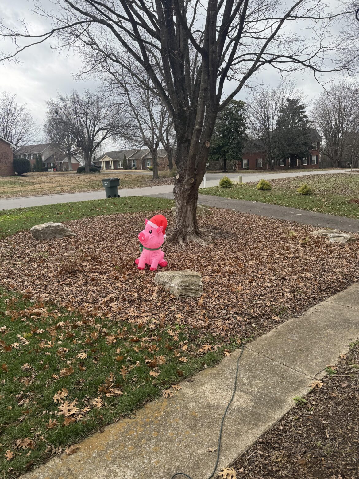 Groundcover suggestions for under sugar maple – Nashville, TN – Zone 7 Groundcover suggestions for under sugar maple - Nashville, TN - Zone 7