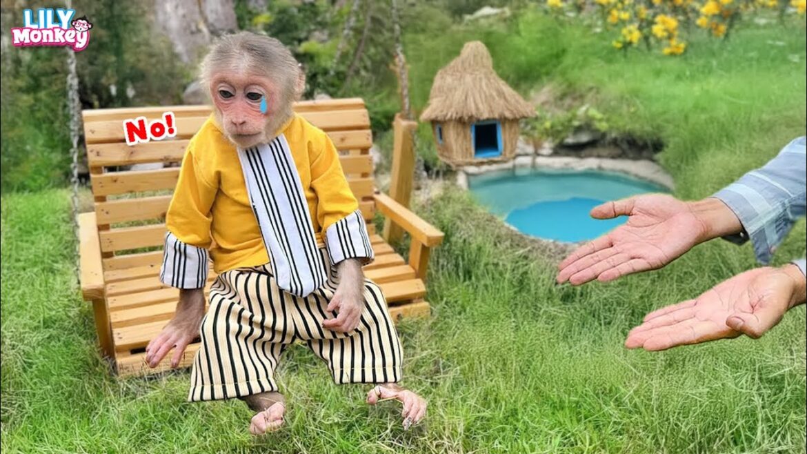 What thing did monkey Lily do in the backyard garden? | Lily’s story What thing did monkey Lily do in the backyard garden? | Lily's story