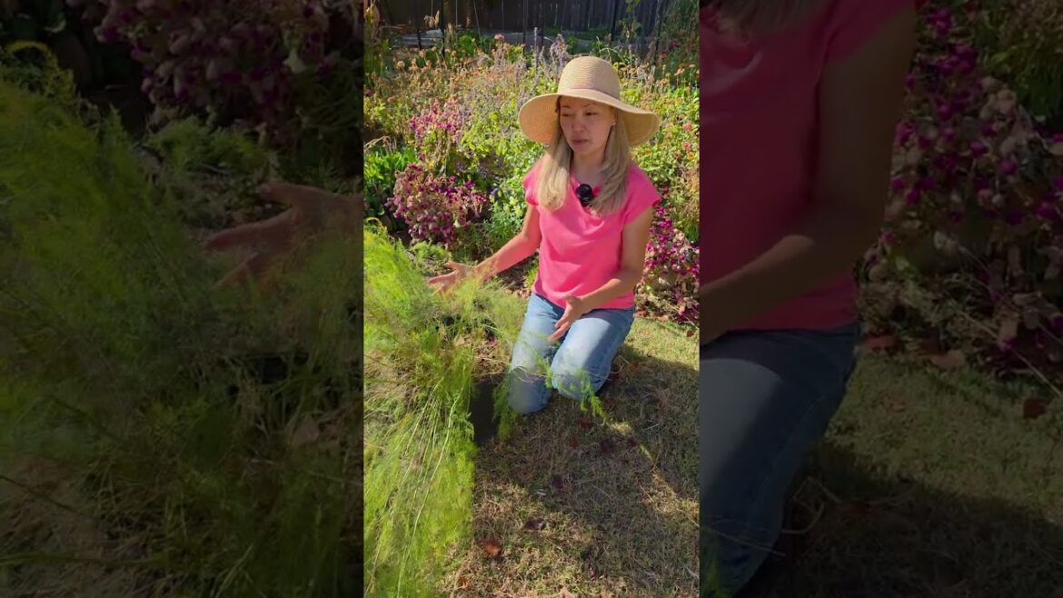 Growing ASPARAGUS in a container #shorts Growing ASPARAGUS in a container #shorts