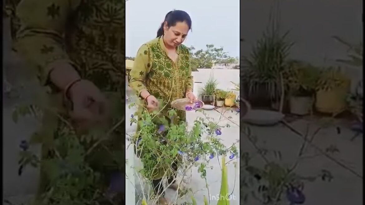 #bluesankamplant#clitoriaternatea# ornament plans # like and subscribe