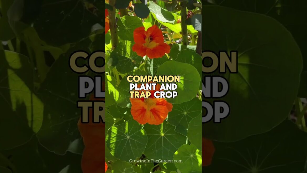 Nasturtiums: Easy, Edible, Kid Friendly Flower