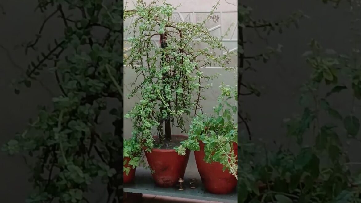 gardening tips for  Beginners #plants #garden #shorts