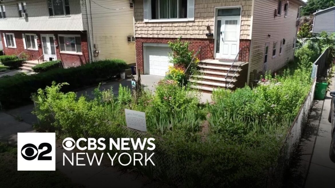 Village fines woman who replaced lawn with native plants Village fines woman who replaced lawn with native plants