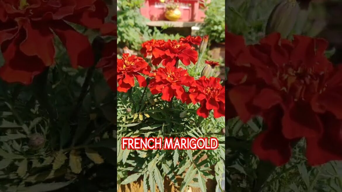 FRENCH MARIGOLD 🏵️♥️ RED MARIGOLD #marigold #marigoldflower #redmarigold #jafri #trending #viral FRENCH MARIGOLD 🏵️♥️ RED MARIGOLD #marigold #marigoldflower #redmarigold #jafri #trending #viral