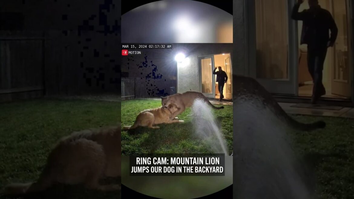 Coyotes Caught on Backyard Camera (2025) Coyotes Caught on Backyard Camera (2025)