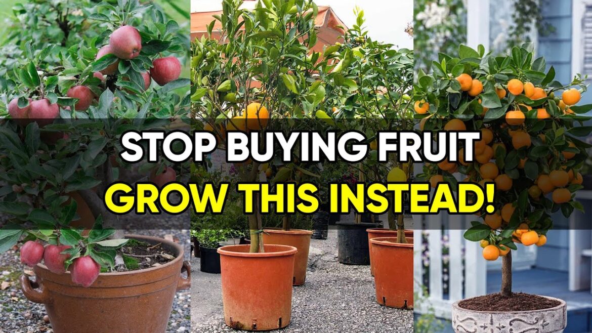 8 Amazing Fruit Trees You Can Grow in Pots — Perfect for Small Gardens & Balconies!